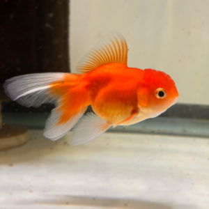 Assorted Oranda Goldfish