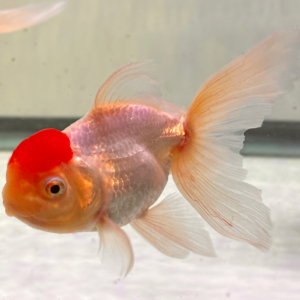Red Cap Oranda Goldfish