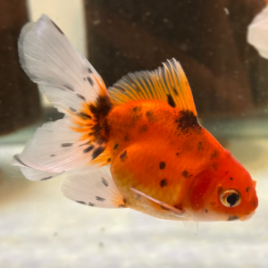Tri-Color Oranda Goldfish