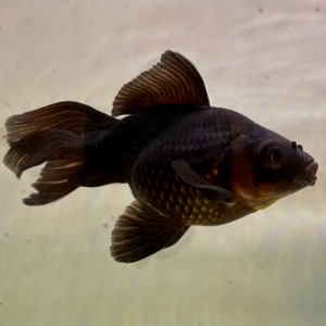 Black Moor Goldfish