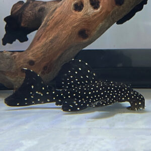 Dracula Pleco (Leporacanthicus cf. galaxies L240)<br >