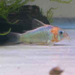 Horsemans Cory (Corydoras eques)<br >