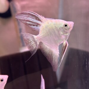 Marble Panda Seal Point Angelfish