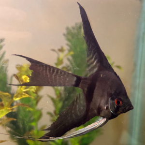 Green Face Pinoy Veil Angelfish