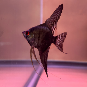 Pinoy Angelfish