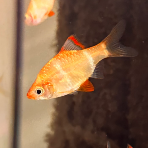Albino Tiger Barb
