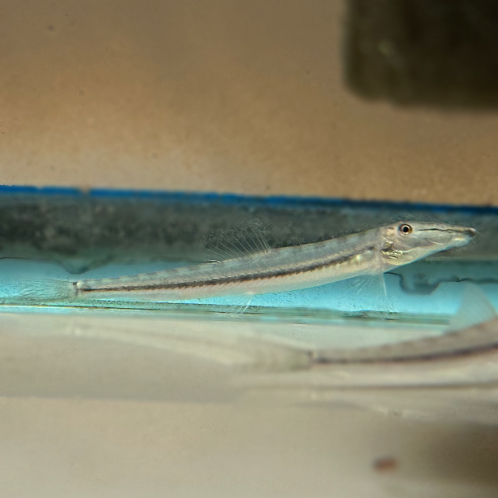 Horseface Loach (Acantopsis Dialuzona)