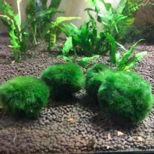 Moss Balls (Cladophora aegagrophila)