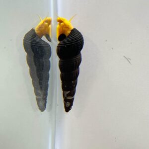 Golden Rabbit Snail - Tylomelania gemmifera