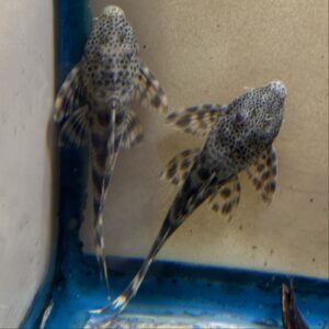 L205 Andres Tiger Pleco (Peckoltia Brevis)