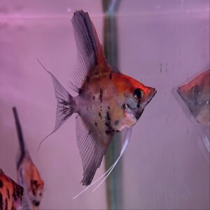 Smokey Koi Angelfish