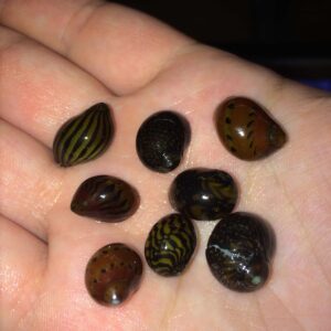 Assorted Nerite Snails<br >Currently Unavailable
