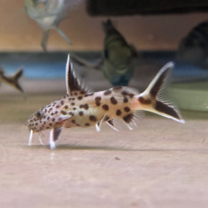 Dwarf Cuckoo Catfish - (Synodontis Petricola)<br >Max size 5in