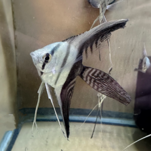 High-Fin Half-Black Veil Angelfish<br >