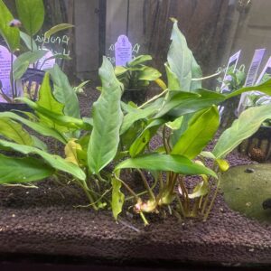 Anubias Minima