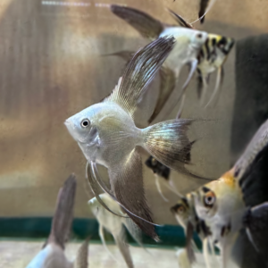 Bulgarian Green Veil Angelfish