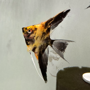 Calico koi Veil Angelfish