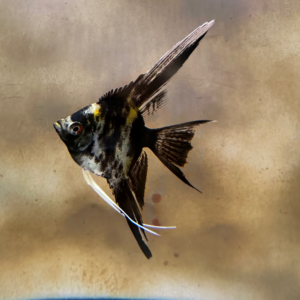 Black Marble Veil Angelfish