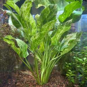 Marble Queen Radican Sword<br>