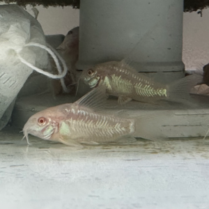 Albino Peppered Cory (Corydora Paleatus)<BR >CURRENTLY UNAVAILABLE