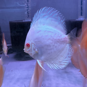 Albino White Butterfly<br >