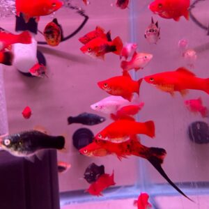 Assorted Swordtails<br >