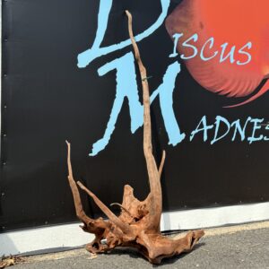 XXL Ancient Red Cedar Driftwood