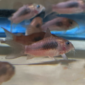 Bronze Corydora (aeneus)