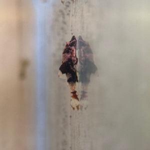 Rhino-ottocinclus Isabelae<br >CURRENTLY UNAVAILABLE