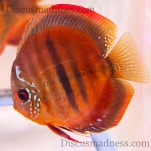 Ica Red X Heckel cross<br >