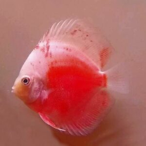 Red Valentine