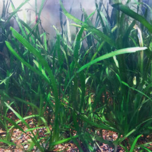 Italian Val (Vallisneria spiralis)