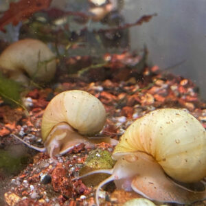 Ivory Nerite Snail