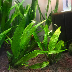 Java Fern (Microsorum pteropus) -Medium