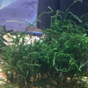 Java Moss