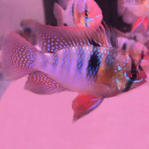 German Blue Rams <br >