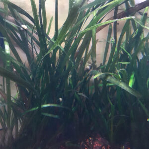 Jungle Val (Vallisneria americana)