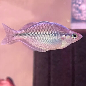 Kamaka Rainbowfish (Melanotaenia Kamaka)