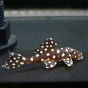 Galaxy Pleco (Leporacanthicus cf. galaxies L007)