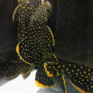 Golden Nugget Pleco - (Baryancistrus xanthellus L085 / L177)