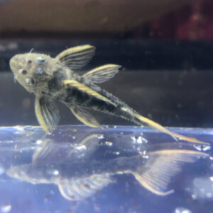 Red Fin Cactus Pleco - Pseudacanthicus pitanga (L024)