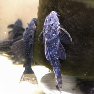 Blizzard Cactus (Mustang Cactus) - Pseudacanthicus sp. L065<br >Currently Unavailable Pleco