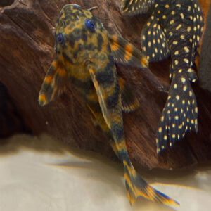 Ancistrini sp. (l069)<BR >CURRENTLY UNAVAILABLE