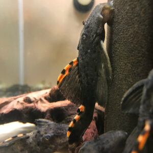 Three Beacon Pleco - (Leporacanthicus triactis  L091)
