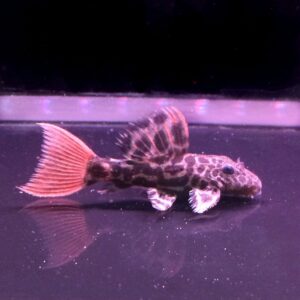 Demini Leopard Cactus Pleco (L114)