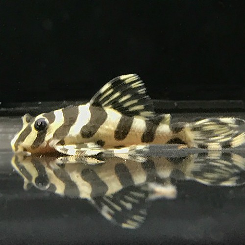 leopard frog pleco care