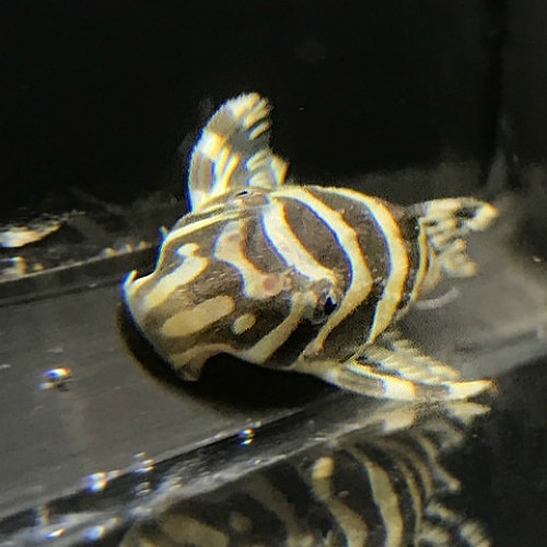 leopard frog pleco care