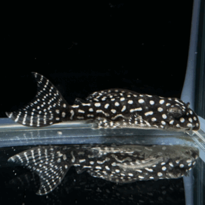 Light Angel Pleco (Hypancistrus L136C)