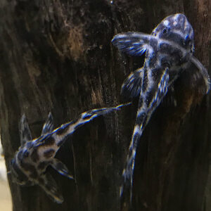 L174 Ocelot Pleco (Hypancistrus sp.) <br >