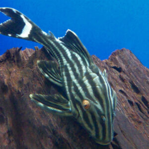 Royal Pleco - (Panaque nigrolineatus - L190)<br >